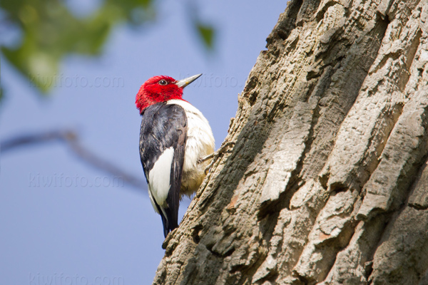 Red-headed Woodpecker Picture @ Kiwifoto.com