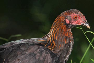 Red Junglefowl Picture @ Kiwifoto.com