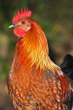 Red Junglefowl Photo @ Kiwifoto.com