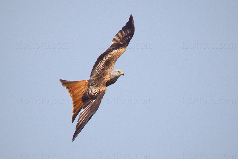 Red Kite Photo @ Kiwifoto.com