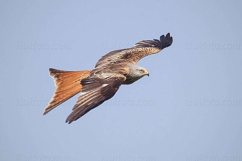 Red Kite Picture @ Kiwifoto.com