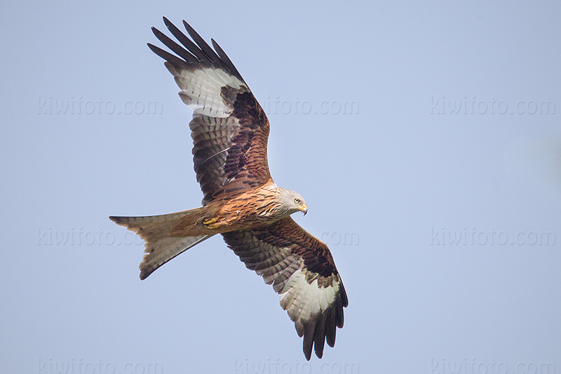 Red Kite Image @ Kiwifoto.com