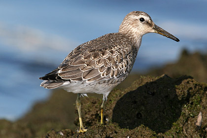 Red Knot Picture @ Kiwifoto.com