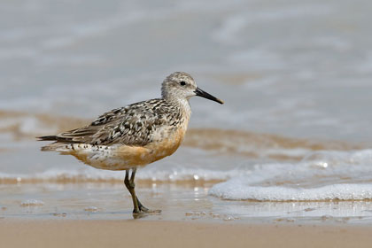 Red Knot Picture @ Kiwifoto.com