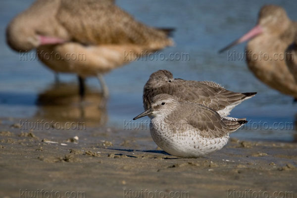 Red Knot