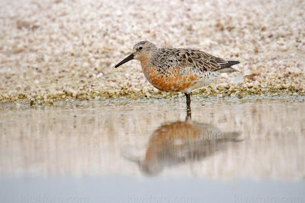 Red Knot Picture @ Kiwifoto.com