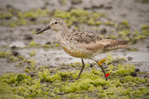 Red Knot (banded at Guerrero Negro, Baja California Sur, Mexico, on November 26, 2012)