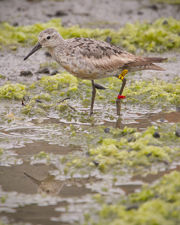 Red Knot (banded at Guerrero Negro, Baja California Sur, Mexico, on November 26, 2012)