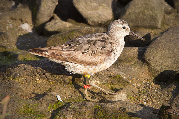 Red Knot Image @ Kiwifoto.com