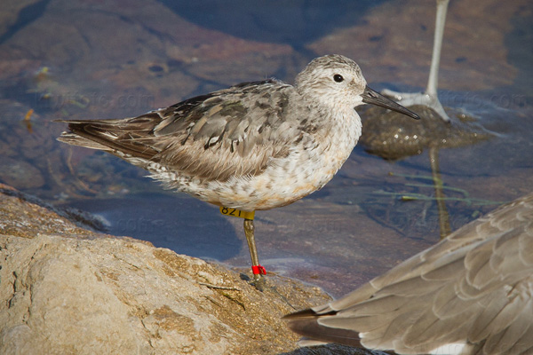 Red Knot Picture @ Kiwifoto.com