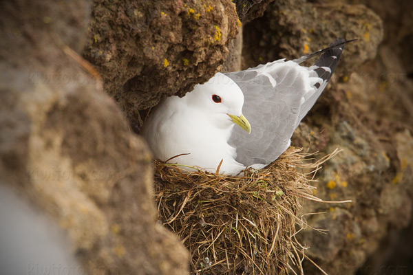 Red-legged Kittiwake Image @ Kiwifoto.com