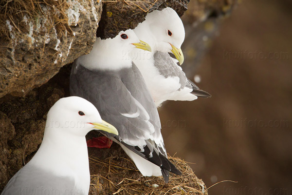 Red-legged Kittiwake Photo @ Kiwifoto.com
