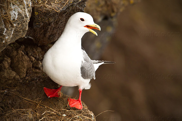 Red-legged Kittiwake Image @ Kiwifoto.com