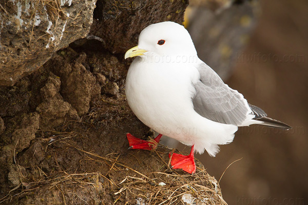 Red-legged Kittiwake Image @ Kiwifoto.com