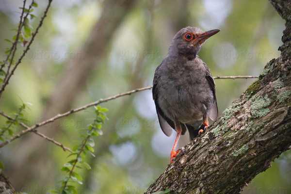 Red-legged Thrush