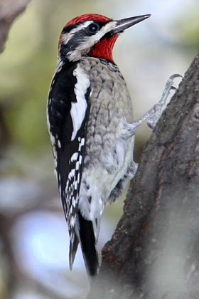 Red-naped Sapsucker Photo @ Kiwifoto.com