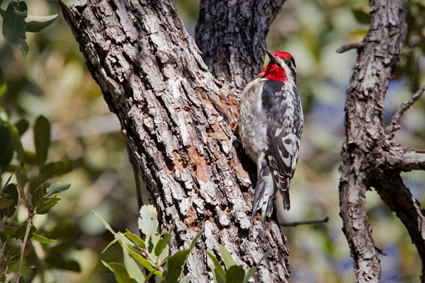 Red-naped Sapsucker Photo @ Kiwifoto.com