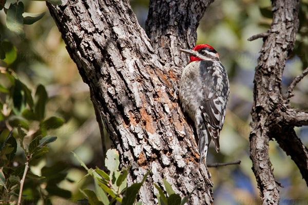 Red-naped Sapsucker Image @ Kiwifoto.com