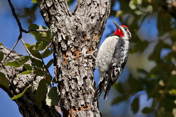 Red-naped Sapsucker