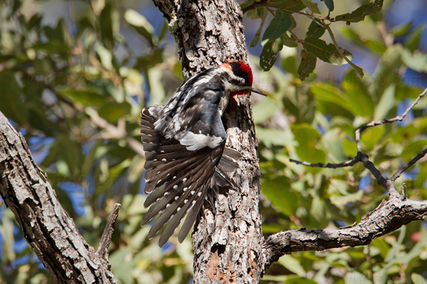 Red-naped Sapsucker Photo @ Kiwifoto.com