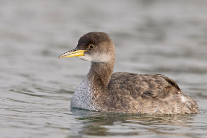 Red-necked Grebe