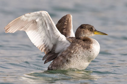 Red-necked Grebe Image @ Kiwifoto.com