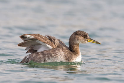 Red-necked Grebe Picture @ Kiwifoto.com