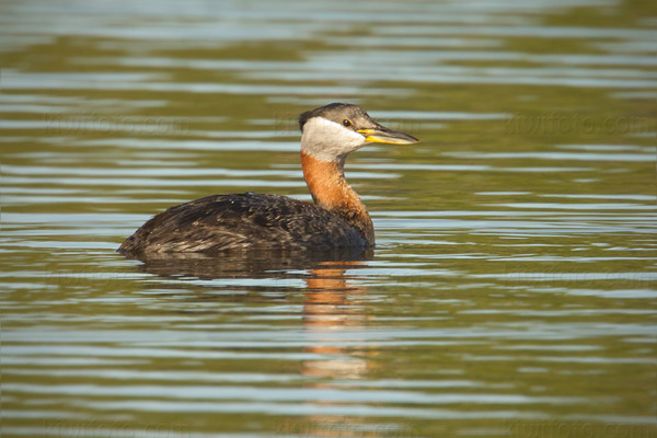 Red-necked Grebe Photo @ Kiwifoto.com