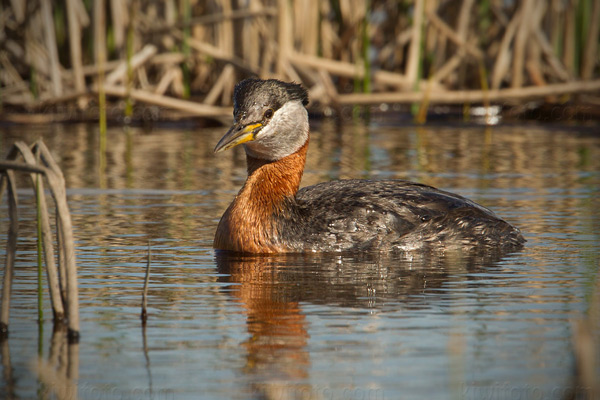 Red-necked Grebe Photo @ Kiwifoto.com