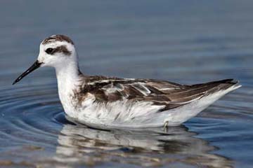 Red-necked Phalarope Picture @ Kiwifoto.com