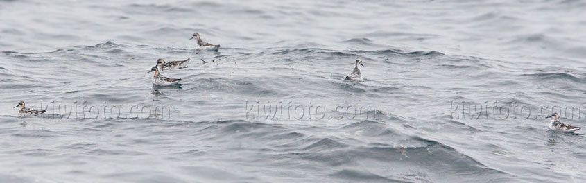 Red-necked Phalarope Picture @ Kiwifoto.com