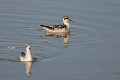 Red-necked Phalarope Picture @ Kiwifoto.com