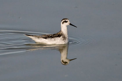 Red-necked Phalarope Image @ Kiwifoto.com