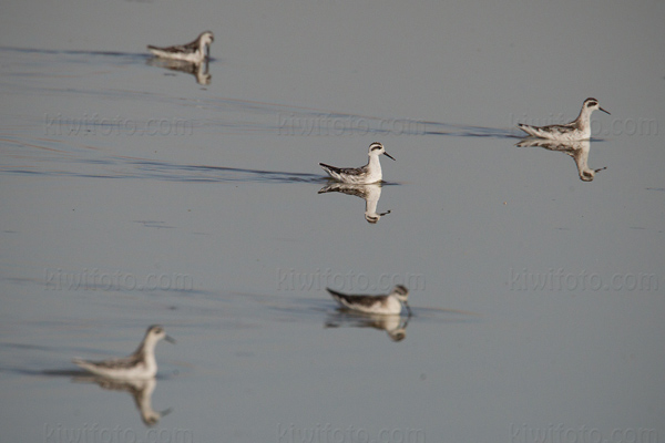 Red-necked Phalarope Picture @ Kiwifoto.com