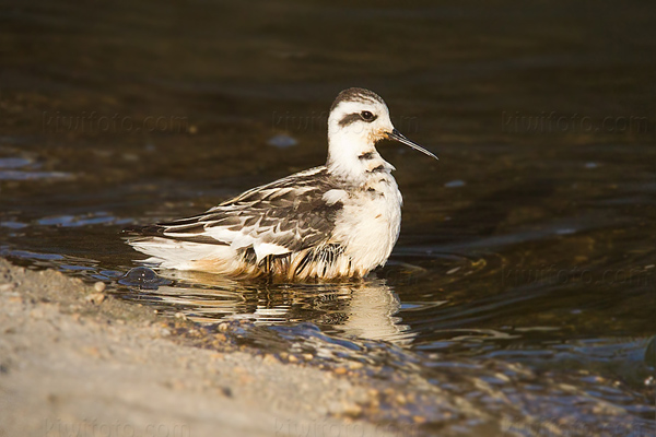 Red-necked Phalarope Photo @ Kiwifoto.com