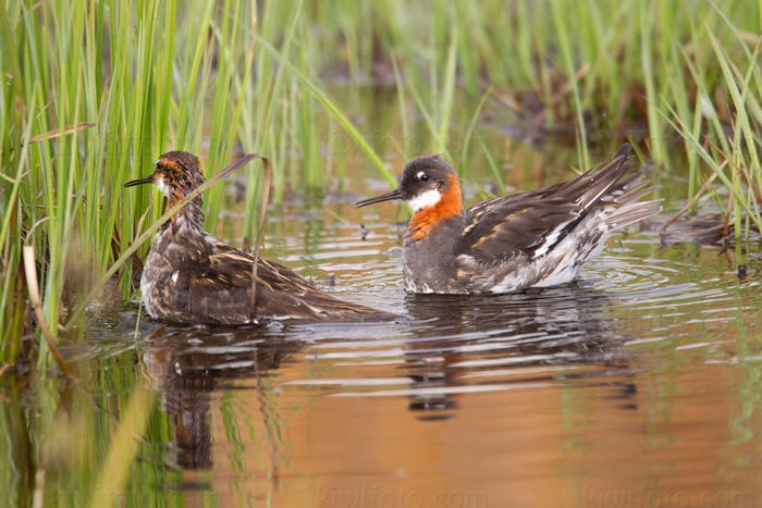 Red-necked Phalarope Image @ Kiwifoto.com