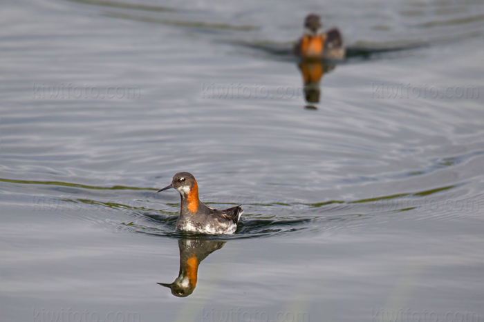 Red-necked Phalarope Photo @ Kiwifoto.com