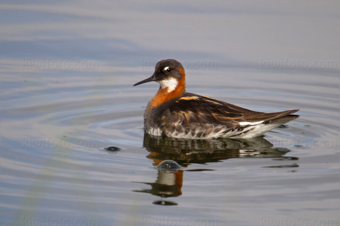 Red-necked Phalarope Picture @ Kiwifoto.com