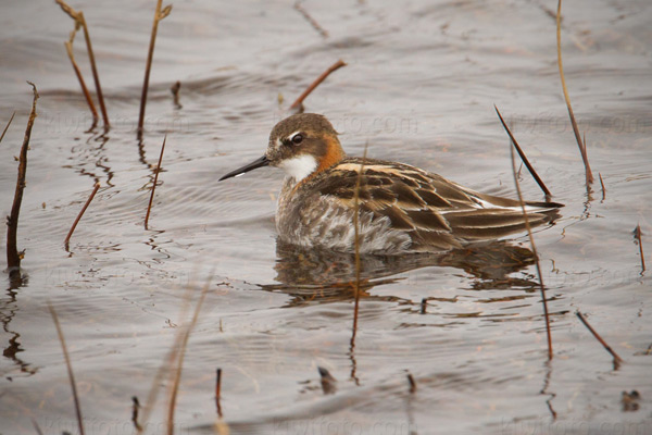 Red-necked Phalarope (male)