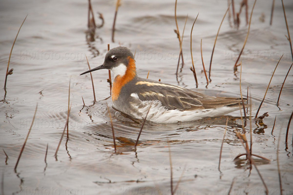 Red-necked Phalarope