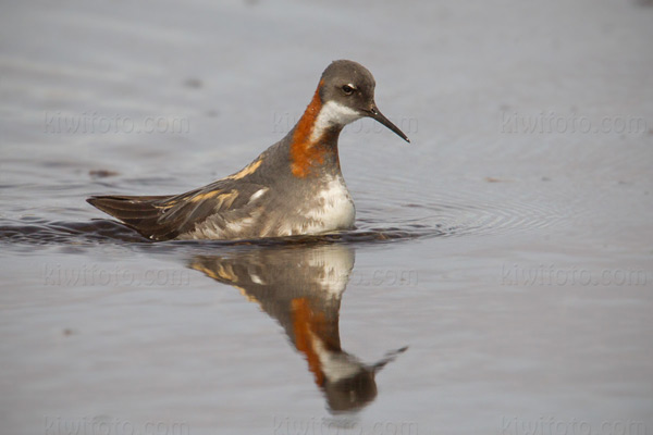 Red-necked Phalarope (female)