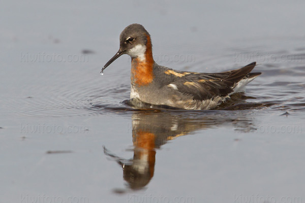 Red-necked Phalarope