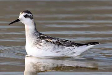 Red-necked Phalarope Image @ Kiwifoto.com