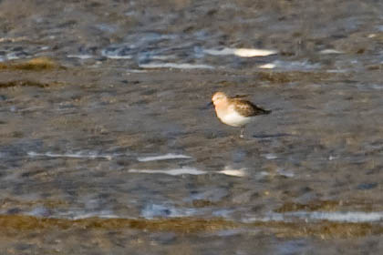 Red-necked Stint Photo @ Kiwifoto.com