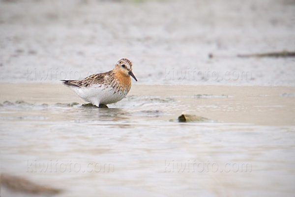 Red-necked Stint Image @ Kiwifoto.com