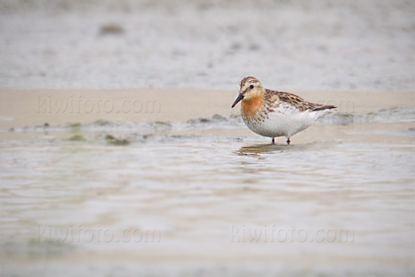 Red-necked Stint Image @ Kiwifoto.com