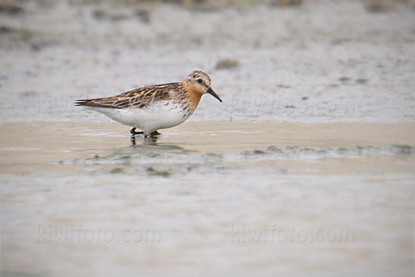 Red-necked Stint Image @ Kiwifoto.com