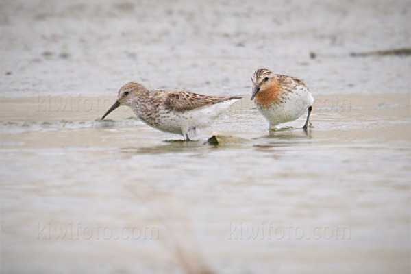 Red-necked Stint Image @ Kiwifoto.com
