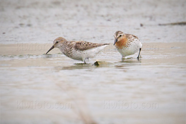 Red-necked Stint Picture @ Kiwifoto.com