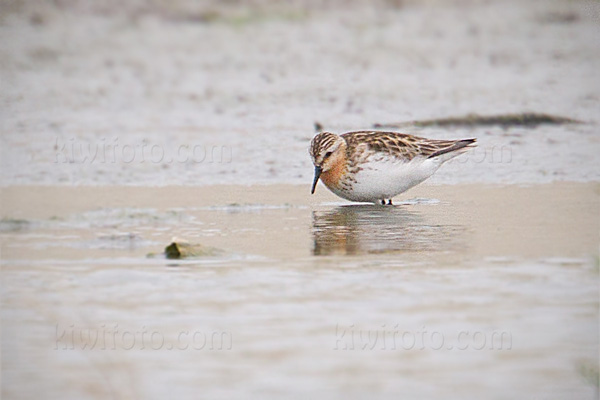 Red-necked Stint Photo @ Kiwifoto.com